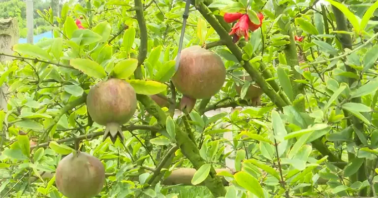 আনার বাগান